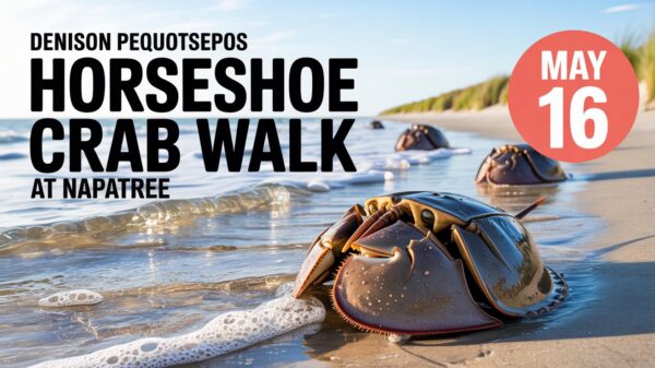 Denison Pequotsepos Nature Center Horseshow Crab Walk at Napatree