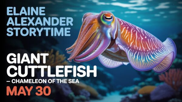 Elaine Alexander Storytime Giant Cuttlefish Chameleion of the Sea May 30