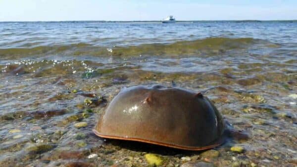 Horseshoe Crab Family Walk