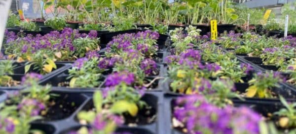 Ledyard Agri-Science Annual Plant Sale