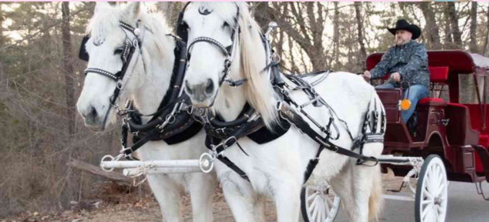 Mothers Day Horse-Drawn Carriage Rides