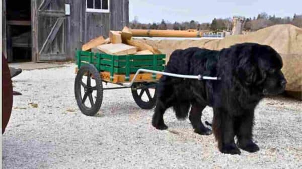 Newfoundland Dog Water Rescue Training May 30