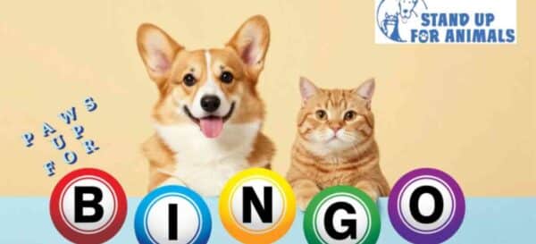 Paws Up for Bingo