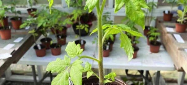 Summer Plant Sale at the Wicked Roots Micro Farm