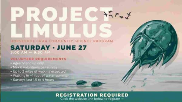 Horseshow Crab Community Science Program Project Limulus Saturday June 27 8am to 930am