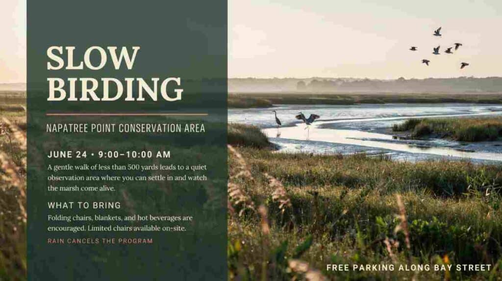 Slow Birding at Napatree Point Conservation Area June 26 91m to 10 am