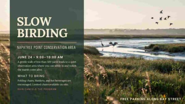 Slow Birding at Napatree Point Conservation Area June 26 91m to 10 am