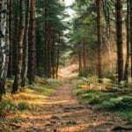 Trails, Forests and Forgotten Stories