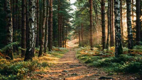 Trails, Forests and Forgotten Stories