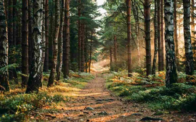 Trails, Forests and Forgotten Stories