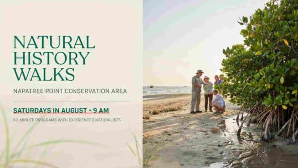 Natural History Walks Napatree Point Conservation Area Saturdays in August at 9am