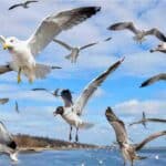 Seagulls