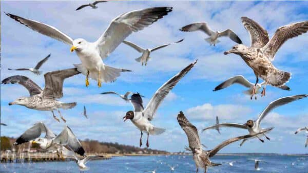 Seagulls