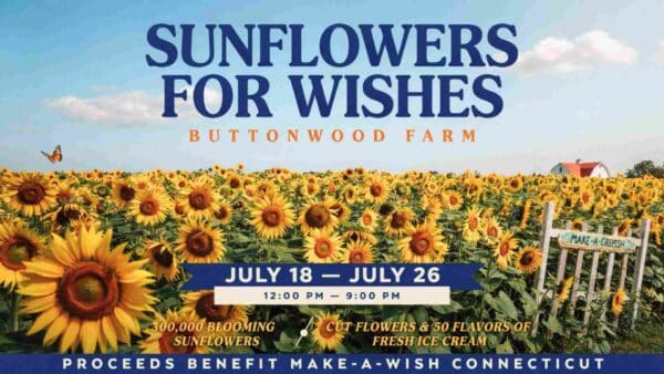 Sunflowers for Wishes at Buttonwood Farm July 18 - July 26 12pm - 9pm