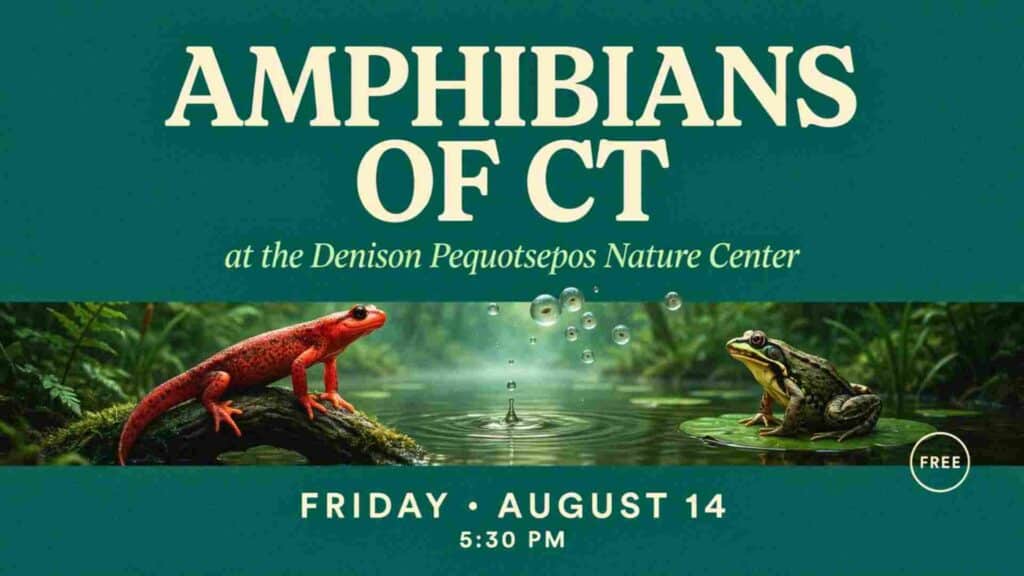 Amphibians of CT at the Denison Pequotsepos Nature Center Friday August 14 at 530pm