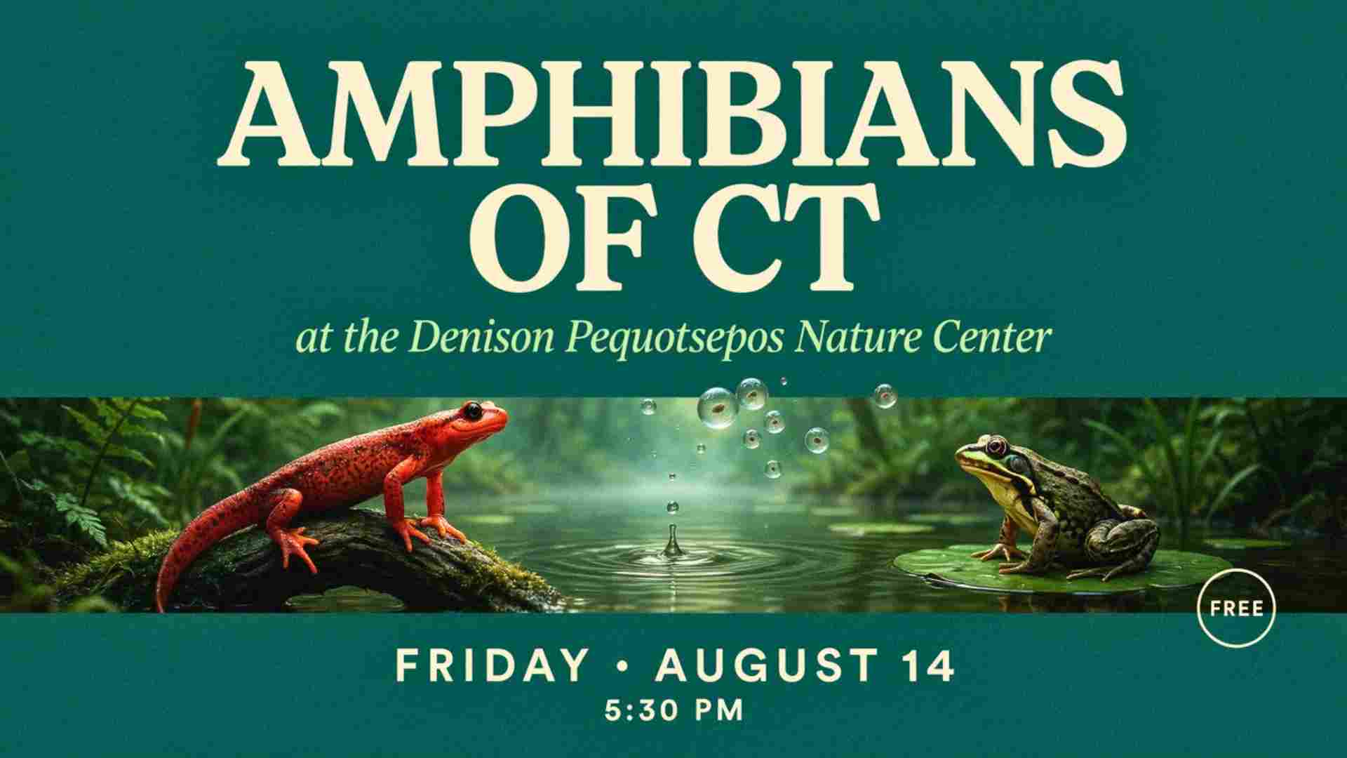 Amphibians of CT at the Denison Pequotsepos Nature Center Friday August 14 at 530pm