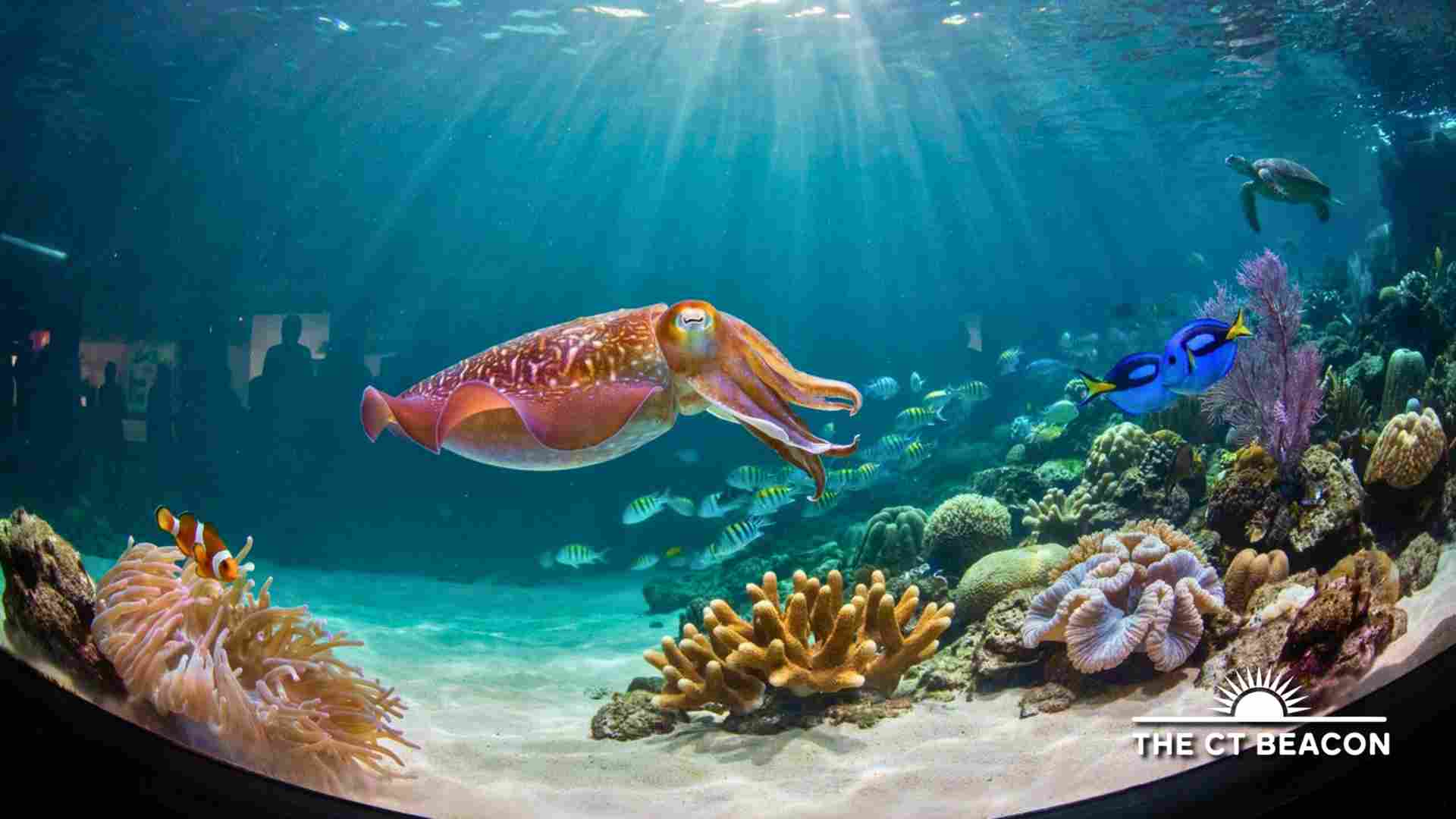 Giant Cuttlefish Chameleon of the Sea Author Visit and Book Signing