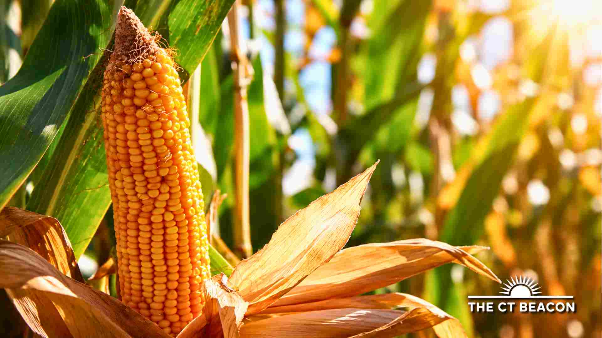 Harvest Moon Living Exhibition Celebrates the Season Through Pequot Culture Food and Community