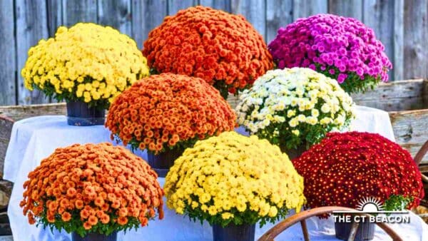 YMCA Garden Club Annual Fall Plant Sale Brings Mums Fall Decor and Hidden Treasures to Westerly