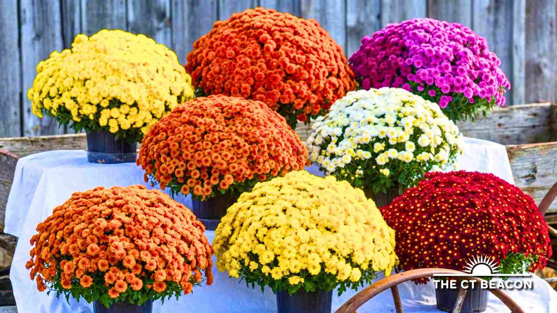 YMCA Garden Club Annual Fall Plant Sale Brings Mums Fall Decor and Hidden Treasures to Westerly