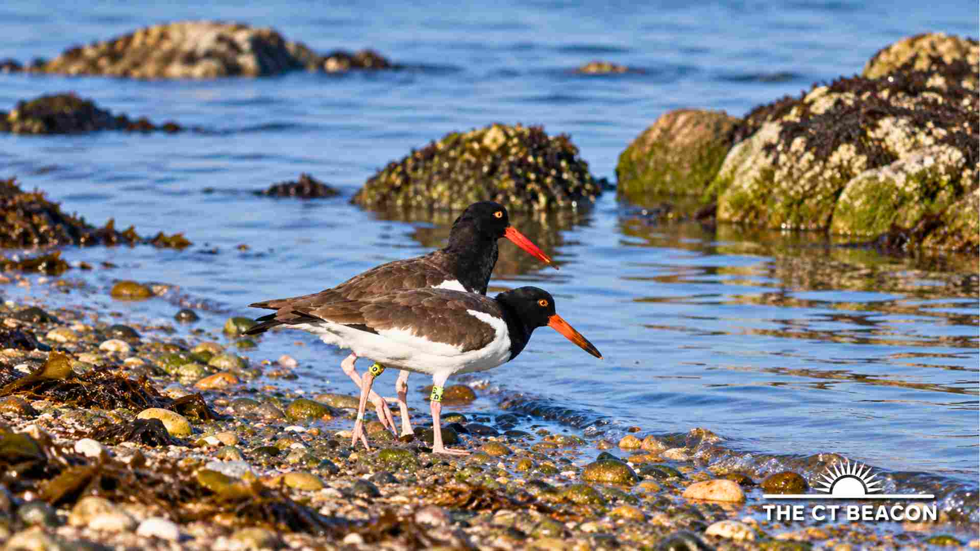 Take a Walk on the Wild Side With a Birdwatching Adventure at Napatree Point